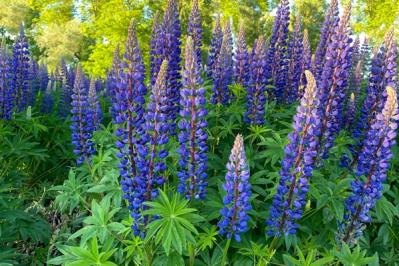 【ガーデニング】春に咲く青い花9選。草丈別に組み合わせよう！（サムネイル画像3）