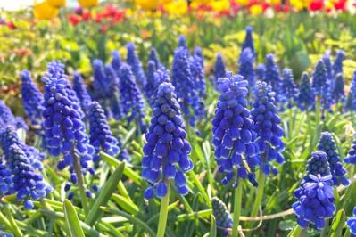 【ガーデニング】春に咲く青い花9選。草丈別に組み合わせよう！（サムネイル画像8）