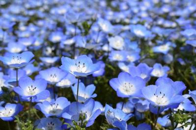 【ガーデニング】春に咲く青い花9選。草丈別に組み合わせよう！（サムネイル画像9）