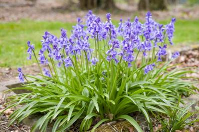 【ガーデニング】春に咲く青い花9選。草丈別に組み合わせよう！（サムネイル画像7）