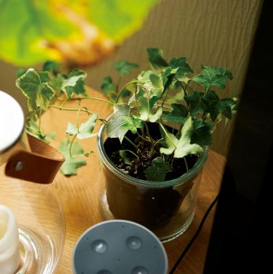 グリーンを家じゅうにバランスよく置く【実例】切り花を枯れる間際まで楽しむコツは？人気インスタグラマーの自宅拝見（サムネイル画像18）