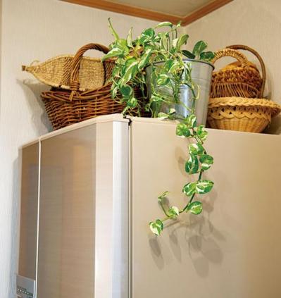 グリーンを家じゅうにバランスよく置く【実例】切り花を枯れる間際まで楽しむコツは？人気インスタグラマーの自宅拝見（サムネイル画像9）