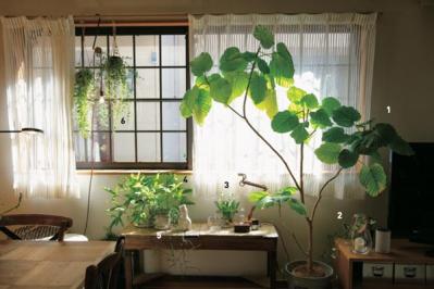 グリーンを家じゅうにバランスよく置く【実例】切り花を枯れる間際まで楽しむコツは？人気インスタグラマーの自宅拝見（サムネイル画像3）