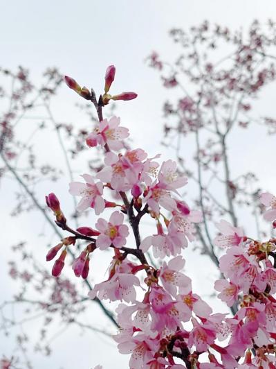 失敗しない桜撮影！スマホで映える9つのテクニックをプロが伝授（サムネイル画像15）