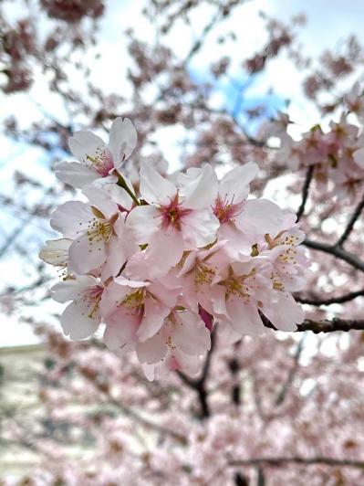 失敗しない桜撮影！スマホで映える9つのテクニックをプロが伝授（サムネイル画像3）