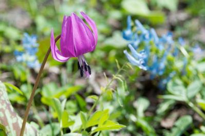 【ガーデニング】春の妖精を咲かせたい！　８種のスプリング・エフェメラル【毎年彩る多年草】（サムネイル画像）