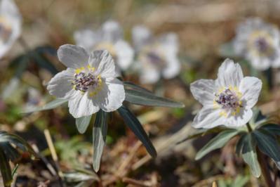 【ガーデニング】春の妖精を咲かせたい！　８種のスプリング・エフェメラル【毎年彩る多年草】（サムネイル画像9）