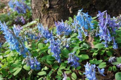 【ガーデニング】春の妖精を咲かせたい！　８種のスプリング・エフェメラル【毎年彩る多年草】（サムネイル画像4）