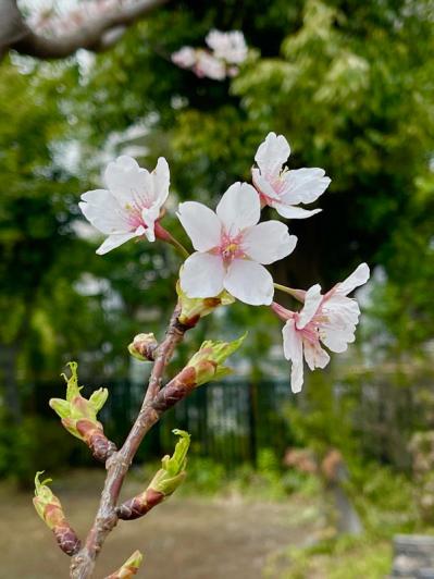 失敗しない桜撮影！スマホで映える9つのテクニックをプロが伝授（サムネイル画像13）