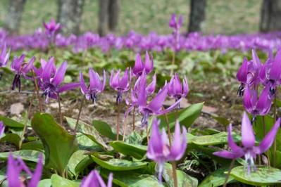 【ガーデニング】春の妖精を咲かせたい！　８種のスプリング・エフェメラル【毎年彩る多年草】（サムネイル画像2）