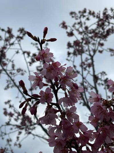 失敗しない桜撮影！スマホで映える9つのテクニックをプロが伝授（サムネイル画像14）