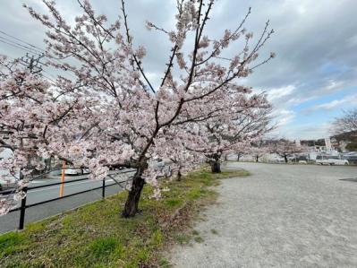 失敗しない桜撮影！スマホで映える9つのテクニックをプロが伝授（サムネイル画像16）