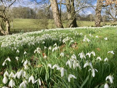 純白の花嫁 スノードロップ（サムネイル画像）