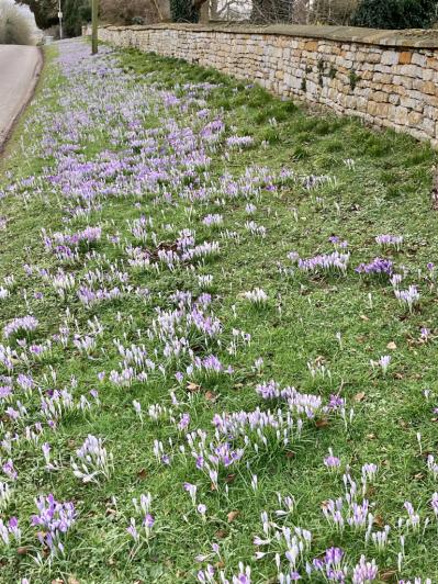 クロッカスローン（サムネイル画像）