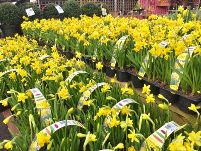 スイセン（サムネイル画像）