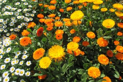 【ガーデニング】春の鉢植え7選　何度も咲く四季咲き性の花も！（サムネイル画像7）