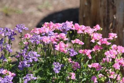 【ガーデニング】春の鉢植え7選　何度も咲く四季咲き性の花も！（サムネイル画像6）