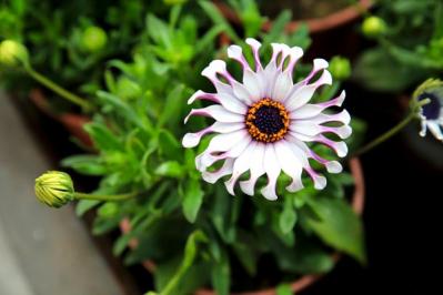 【ガーデニング】春の鉢植え7選　何度も咲く四季咲き性の花も！（サムネイル画像3）