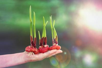 【ガーデニング】春植え球根8選　春に植えて、夏に主役の大きな花を咲かせる（サムネイル画像2）