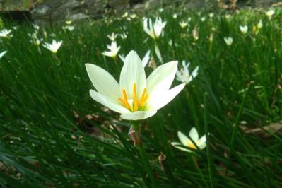 【ガーデニング】春植え球根8選　春に植えて、夏に主役の大きな花を咲かせる（サムネイル画像10）