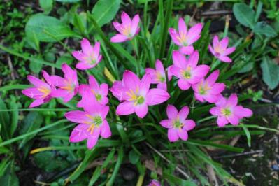 【ガーデニング】春植え球根8選　春に植えて、夏に主役の大きな花を咲かせる（サムネイル画像11）