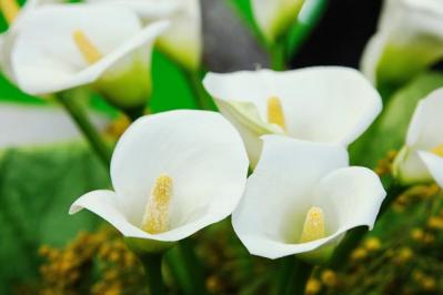 【ガーデニング】春植え球根8選　春に植えて、夏に主役の大きな花を咲かせる（サムネイル画像9）