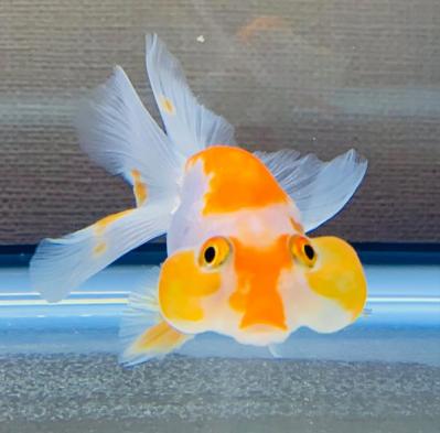 カッコいい50代！　LiLiCoさんに聞く「幸せを次々に伝染させていく方法」とは？（サムネイル画像4）