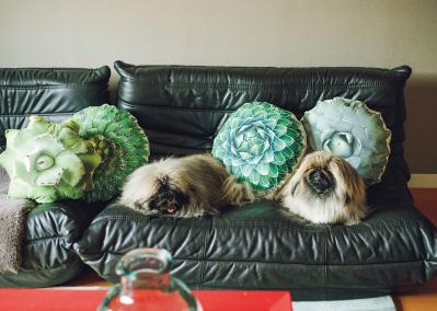 森の中にいるような、賃貸マンションのバルコニー【実例】「植物おしゃれに飾るのではなく、共生しています」（サムネイル画像15）