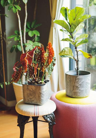 森の中にいるような、賃貸マンションのバルコニー【実例】「植物おしゃれに飾るのではなく、共生しています」（サムネイル画像9）