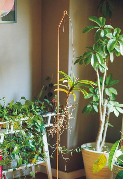 森の中にいるような、賃貸マンションのバルコニー【実例】「植物おしゃれに飾るのではなく、共生しています」（サムネイル画像13）