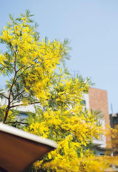 森の中にいるような、賃貸マンションのバルコニー【実例】「植物おしゃれに飾るのではなく、共生しています」（サムネイル画像4）