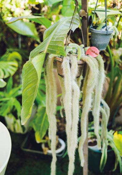 森の中にいるような、賃貸マンションのバルコニー【実例】「植物おしゃれに飾るのではなく、共生しています」（サムネイル画像6）