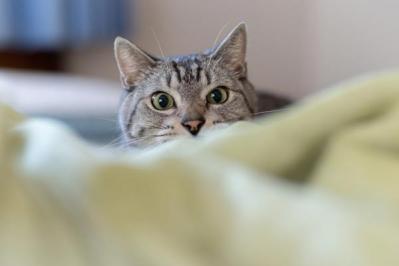 【猫の実話】猫は飼い主のことを観察していると思う。「がんばりすぎなくていい」と気づかせてくれた （サムネイル画像4）