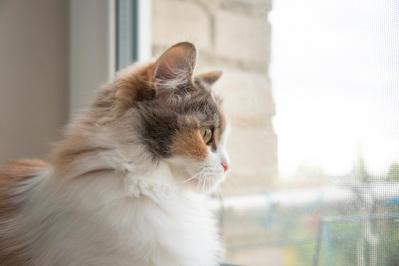 【猫の実話】抱っこは嫌いな猫だけど、飼い主を視界に入れておきたいという、若干面倒なタイプに救われた