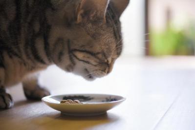 【猫の実話】猫は飼い主のことを観察していると思う。「がんばりすぎなくていい」と気づかせてくれた （サムネイル画像3）
