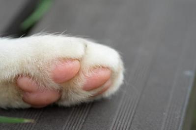 【猫の実話】抱っこは嫌いな猫だけど、飼い主を視界に入れておきたいという、若干面倒なタイプに救われた（サムネイル画像3）