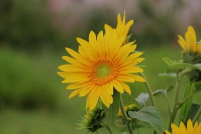 タネから育てて秋まで咲かせる【ガーデニング】春まきの一年草に挑戦する！（サムネイル画像4）