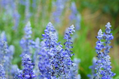 タネから育てて秋まで咲かせる【ガーデニング】春まきの一年草に挑戦する！（サムネイル画像6）