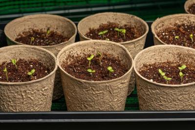 タネから育てて秋まで咲かせる【ガーデニング】春まきの一年草に挑戦する！（サムネイル画像12）