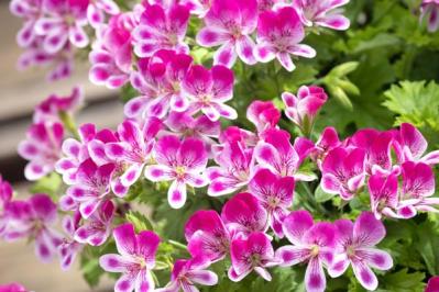 【ガーデニング】春から秋まで咲く コスパ抜群の花［8選］元気に長く咲かせるポイントは？（サムネイル画像8）