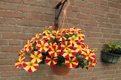 【ガーデニング】春から秋まで咲く コスパ抜群の花［8選］元気に長く咲かせるポイントは？（サムネイル画像3）