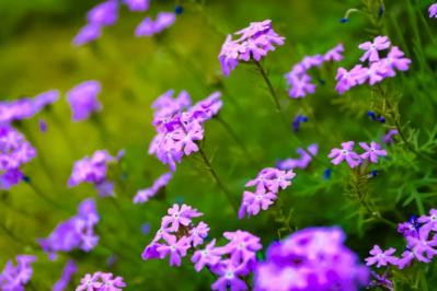 【ガーデニング】春から秋まで咲く コスパ抜群の花［8選］元気に長く咲かせるポイントは？（サムネイル画像6）