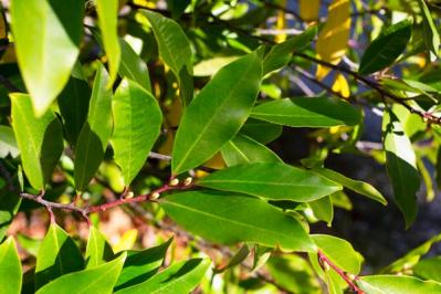 【ガーデニング】キッチンで役立つハーブ［7選］初心者でも育てやすい（サムネイル画像13）