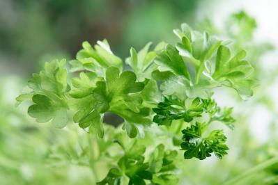 【ガーデニング】キッチンで役立つハーブ［7選］初心者でも育てやすい（サムネイル画像11）