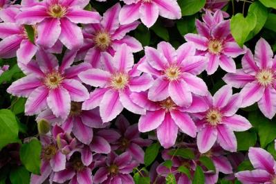 【ガーデニング】クレマチスでフェンスや壁を立体的に飾る。狭い庭やベランダが変身！【つる性の多年草】（サムネイル画像4）