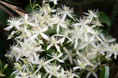 【ガーデニング】クレマチスでフェンスや壁を立体的に飾る。狭い庭やベランダが変身！【つる性の多年草】（サムネイル画像9）