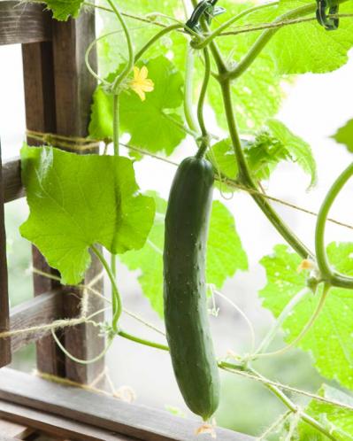 【ガーデニング】初心者でも失敗知らずの「野菜＋ハーブの寄せ植え」とは？ 今すぐ始めたい【ベランダ菜園】（サムネイル画像7）