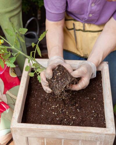 初心者でも失敗しない【ベランダ菜園】ミニトマト＋バジル＋シソで寄せ植えレッスン（サムネイル画像5）