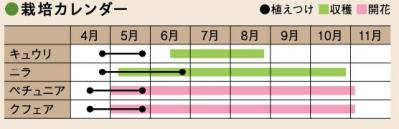 初心者でも失敗しない【ベランダ菜園】ミニトマト＋バジル＋シソで寄せ植えレッスン（サムネイル画像17）
