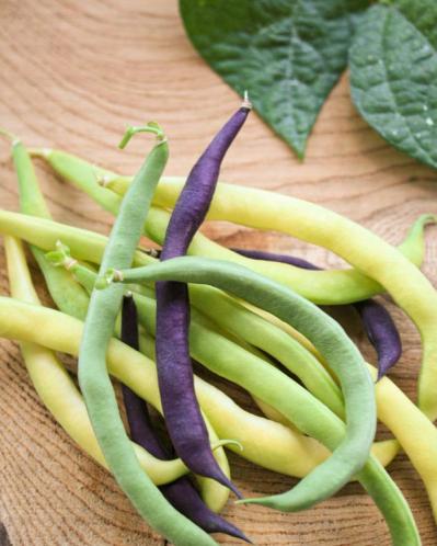 【ガーデニング】初心者でも失敗知らずの「野菜＋ハーブの寄せ植え」とは？ 今すぐ始めたい【ベランダ菜園】（サムネイル画像6）